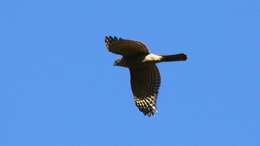 Image of Eurasian Goshawk