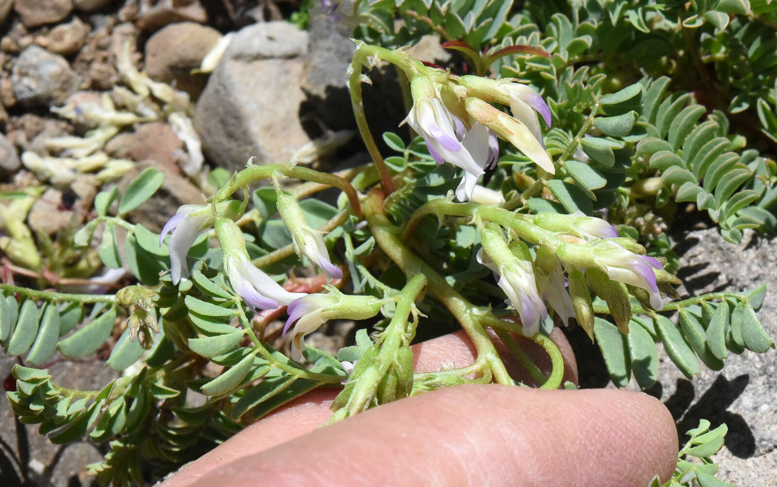 Imagem de <i>Astragalus <i>lentiginosus</i></i> var. lentiginosus