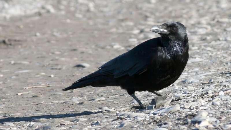 Image of Carrion Crow