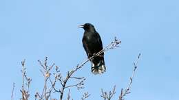Image of Carrion Crow