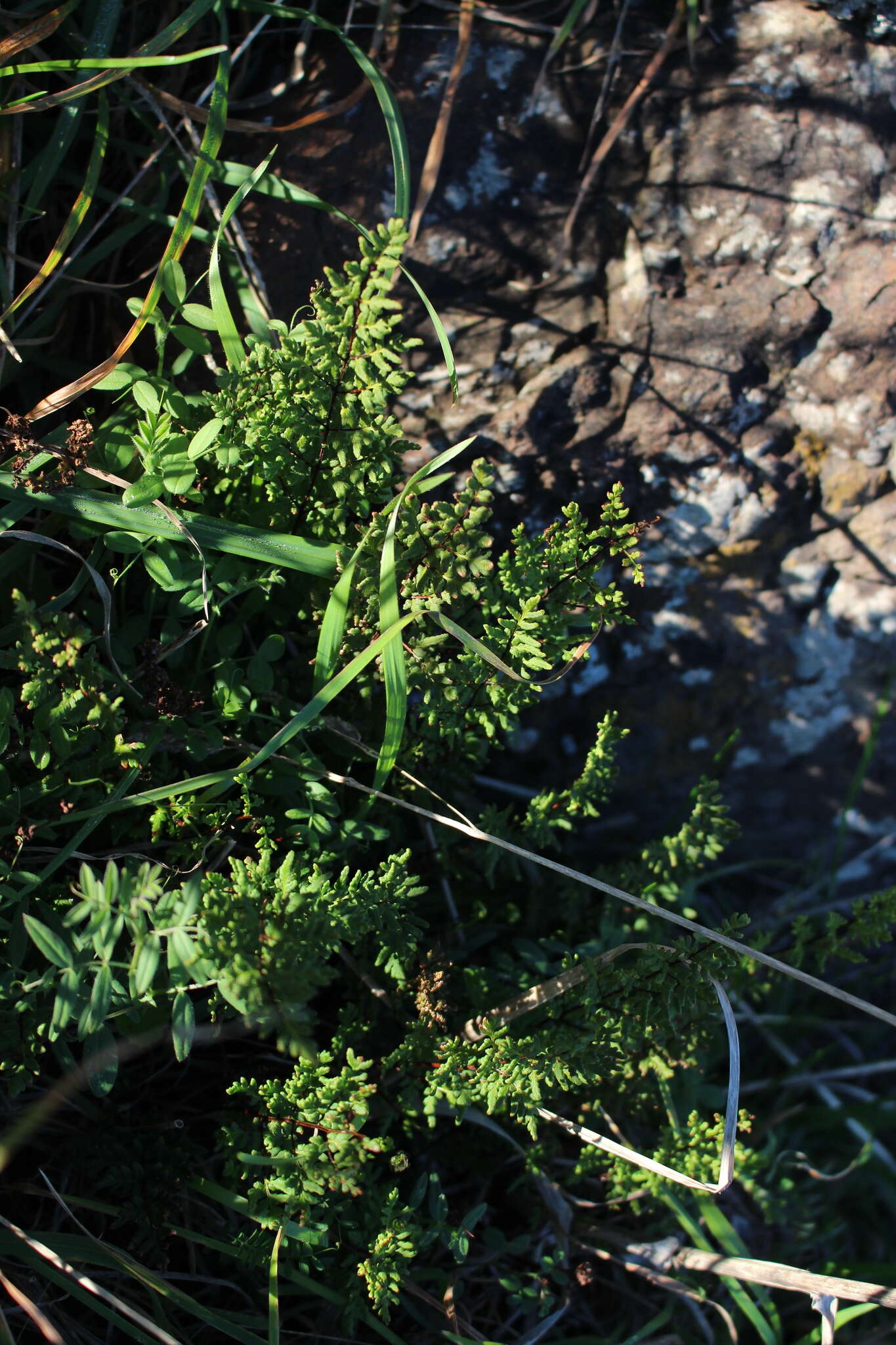 Image of Mulga fern