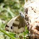 Image of Pieris krueperi Staudinger 1860