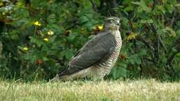 Image of Eurasian Sparrowhawk