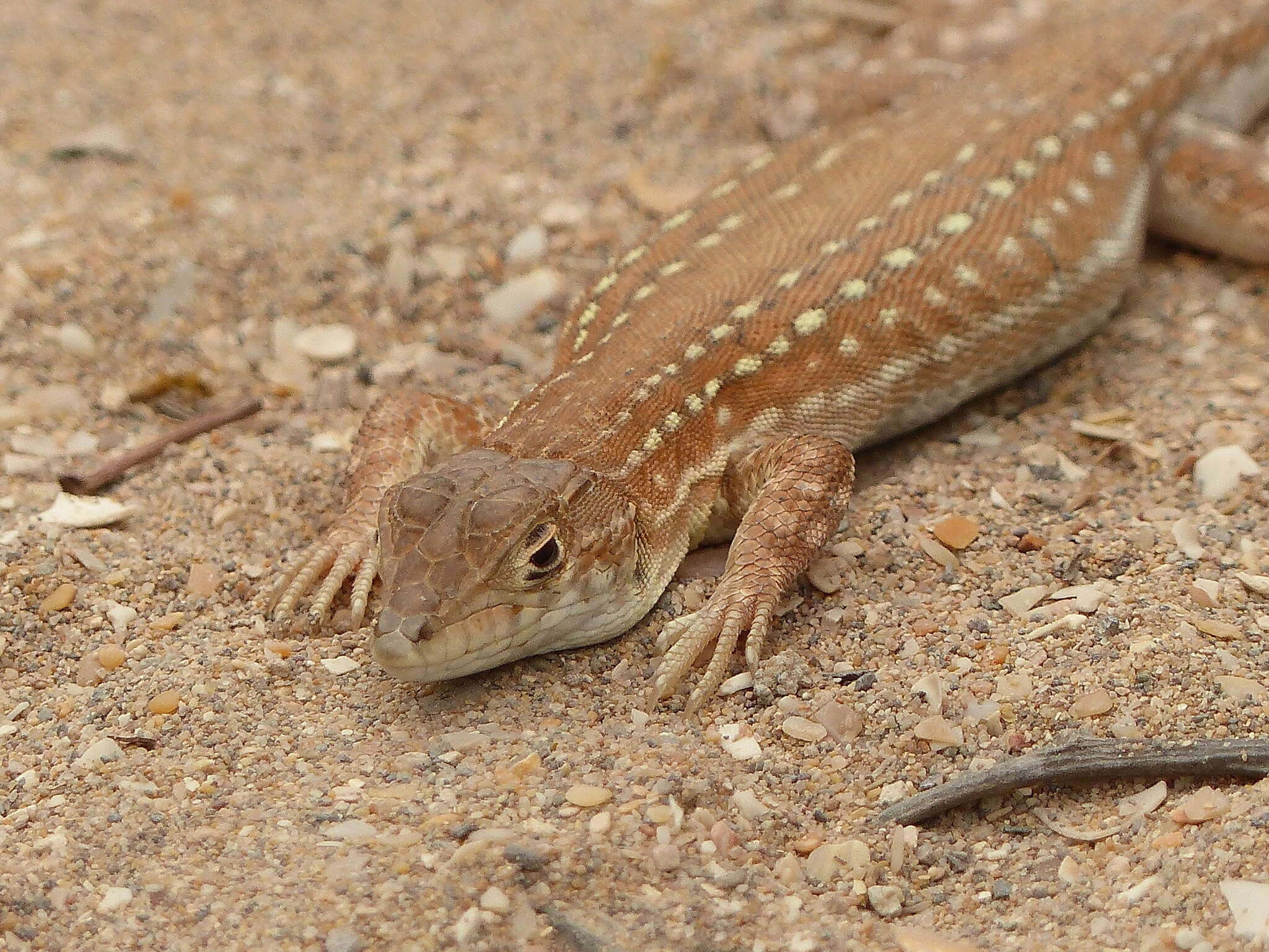 Image of Acanthodactylus margaritae Tamar, Geniez, Brito & Crochet 2017