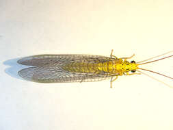 Image of Calochrysa