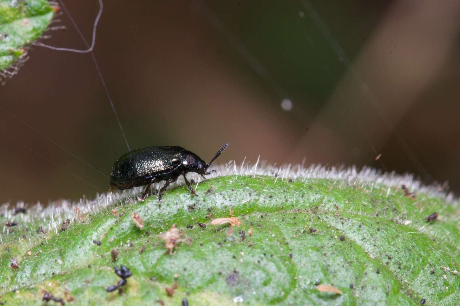 Image of Plagiodera (Plagiomorpha) californica (Rogers 1856)