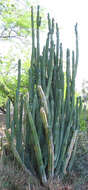 Image of Echinopsis pachanoi