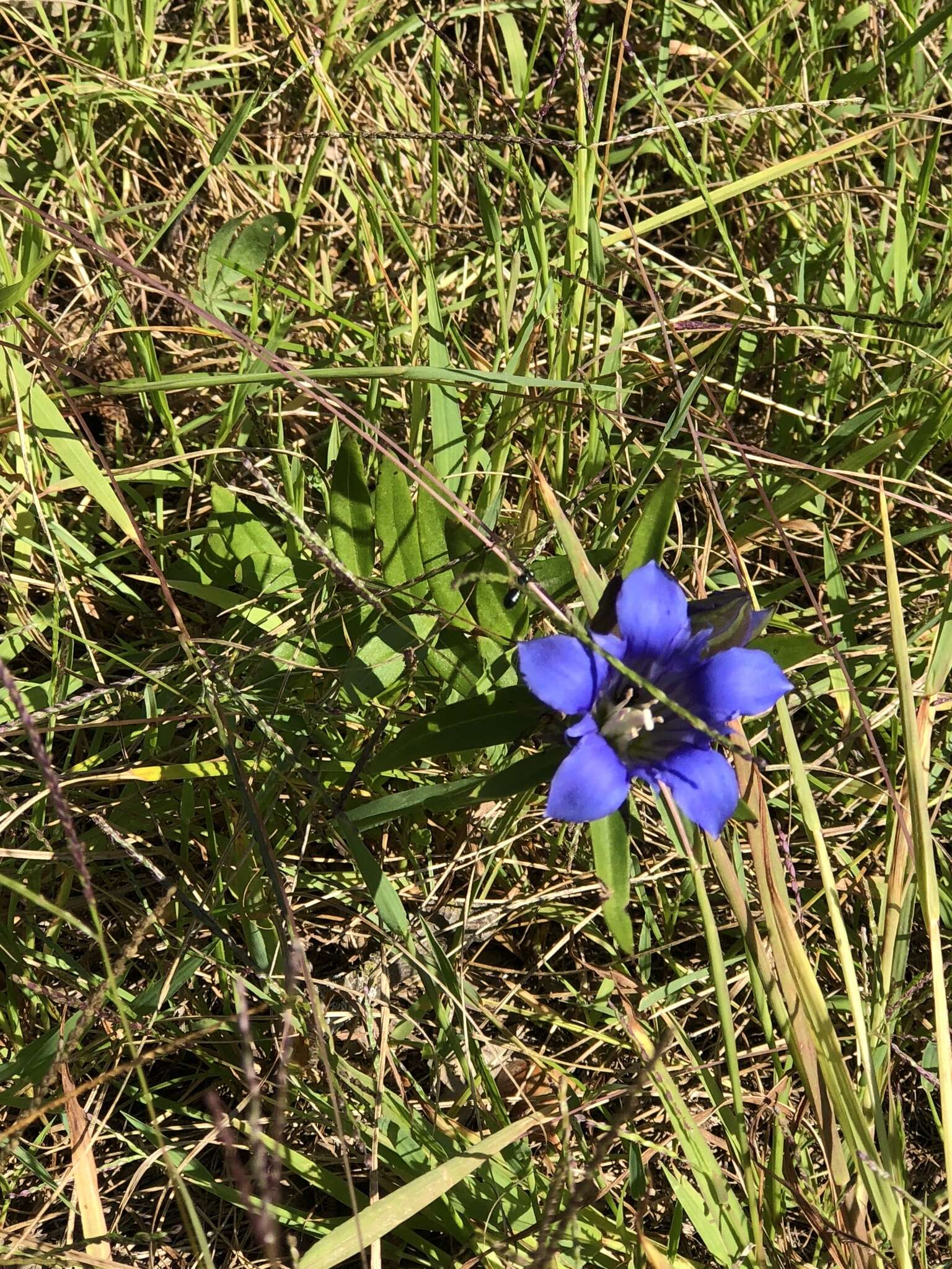 Image de Gentiana puberulenta J. S. Pringle