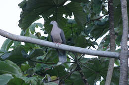 Image of Ring-tailed Pigeon