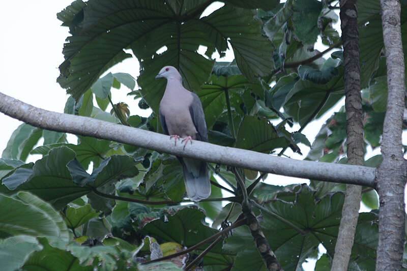 Image of Ring-tailed Pigeon