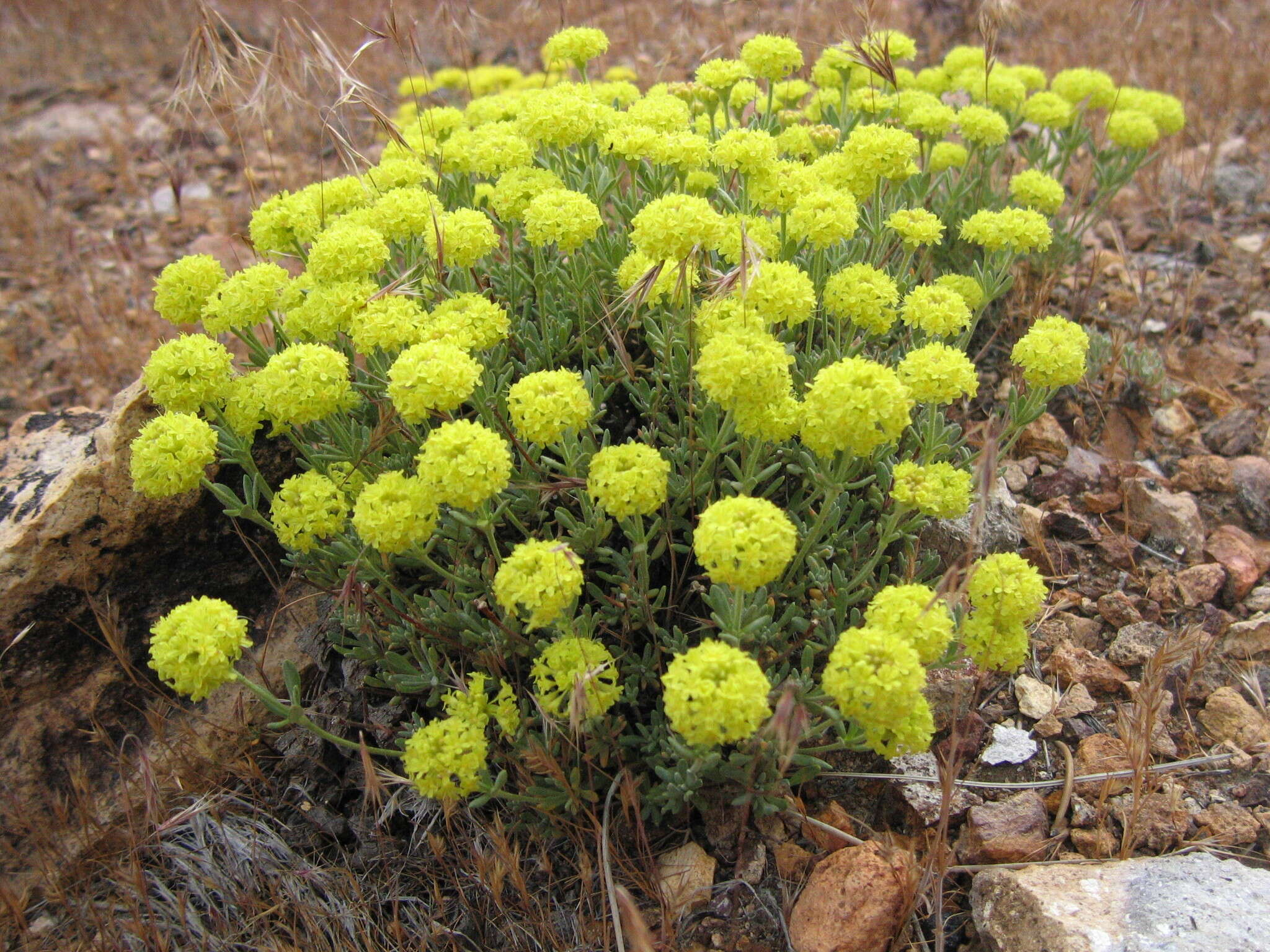 Image of rock buckwheat