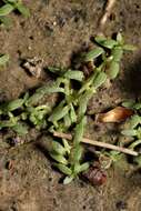 Image of terrestrial water-starwort