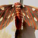 Citheronia azteca Schaus 1896的圖片