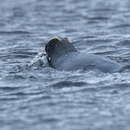 Image of erect-crested penguin