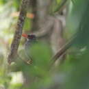 Image of Turdus plumbeus ardosiaceus Vieillot 1822