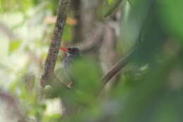 Image of Turdus plumbeus ardosiaceus Vieillot 1822