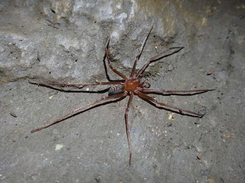 صورة Ctenus fasciatus Mello-Leitão 1943