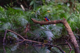 Image of Shining-blue Kingfisher