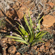 Sivun Wurmbea australis (R. J. Bates) R. J. Bates kuva