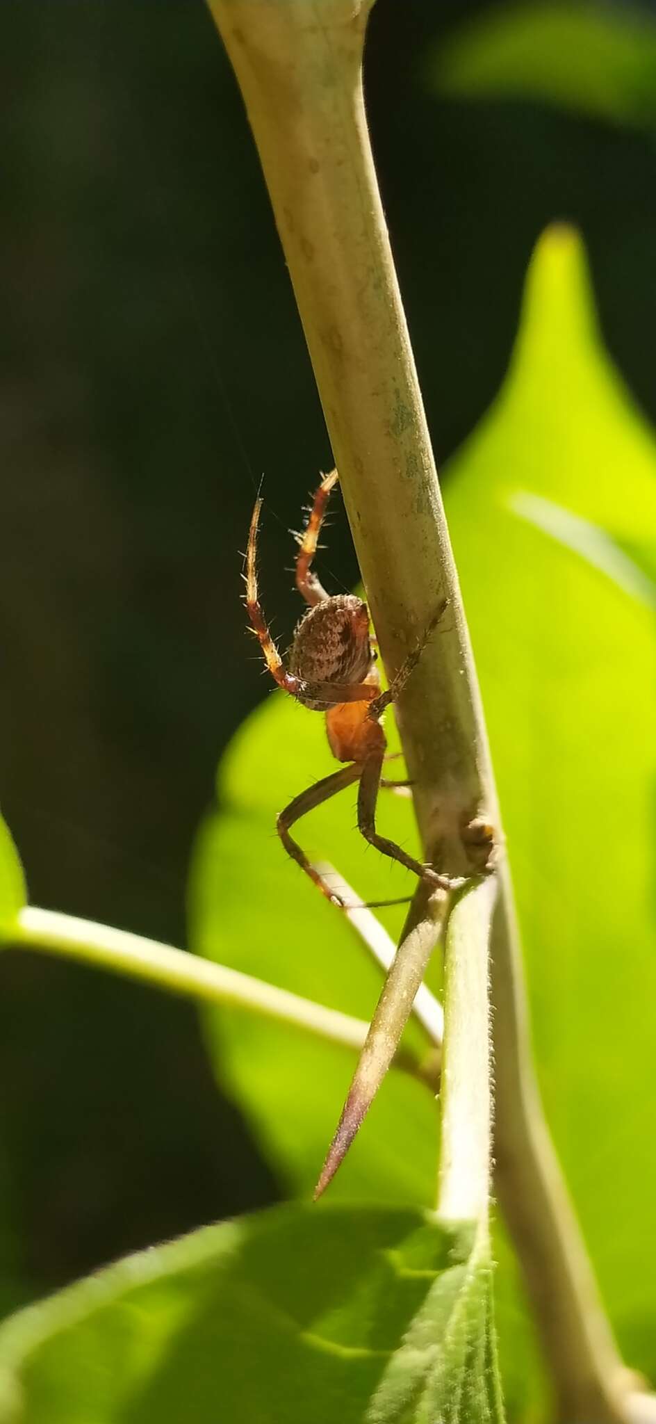 Image of Neoscona tedgenica (Bakhvalov 1978)