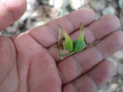 Image of Agave verhoekiae (García-Mend.) Thiede