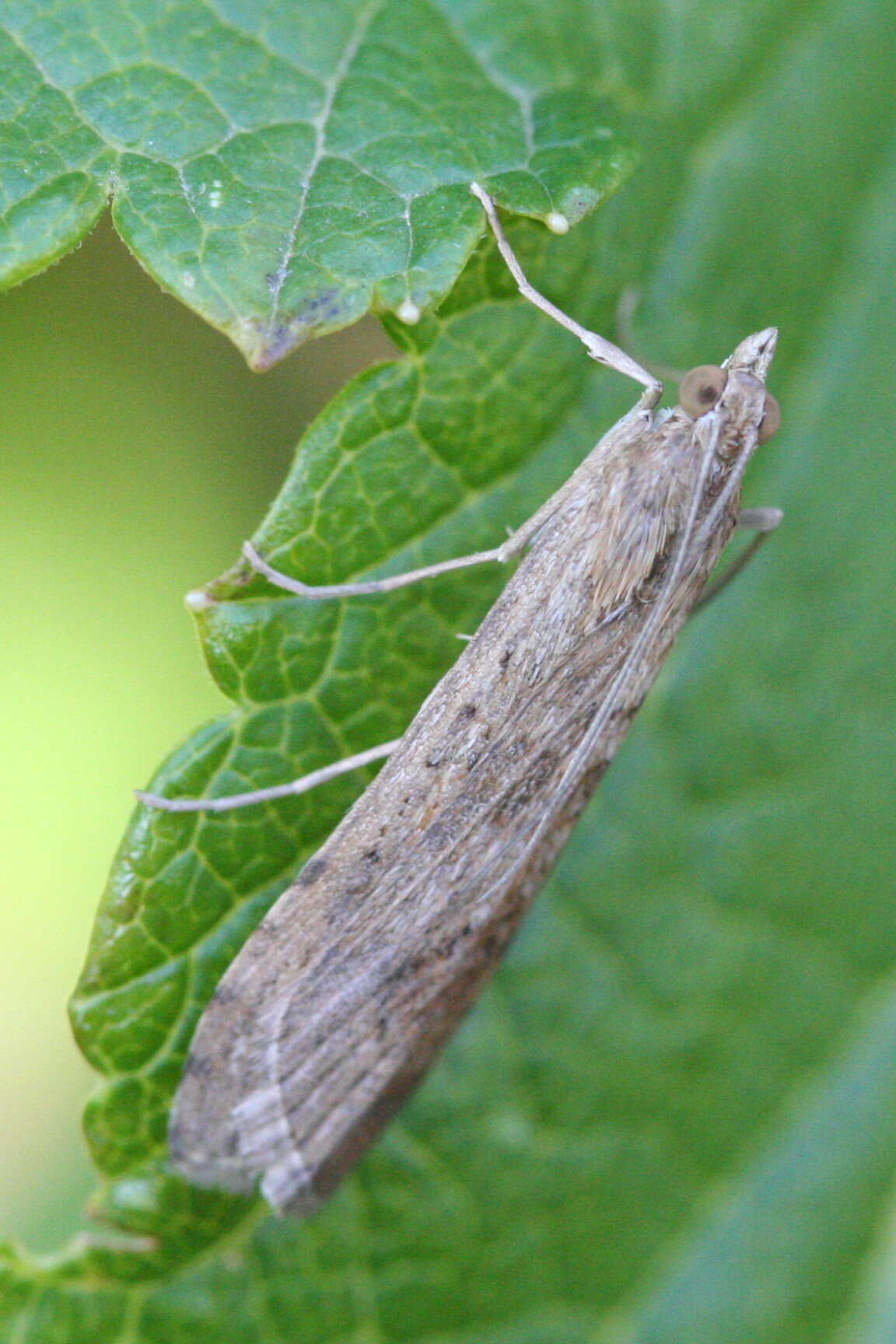 Image of Nomophila noctuella Schiffermüller