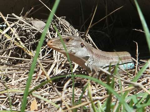 Image of Cope's Ameiva