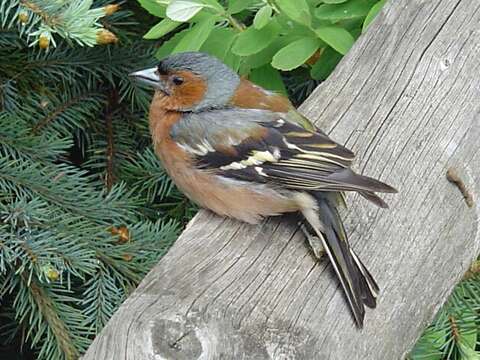 Image of Fringilla Linnaeus 1758