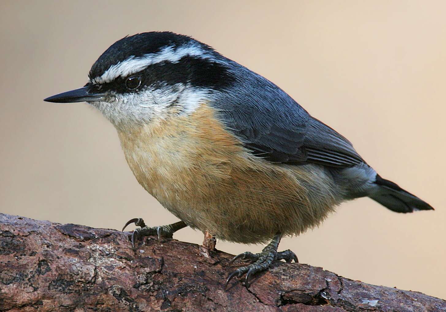 Image of Red-breasted Nuthatch