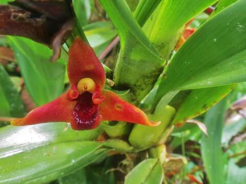 Maxillaria elatior (Rchb. fil.) Rchb. fil. resmi