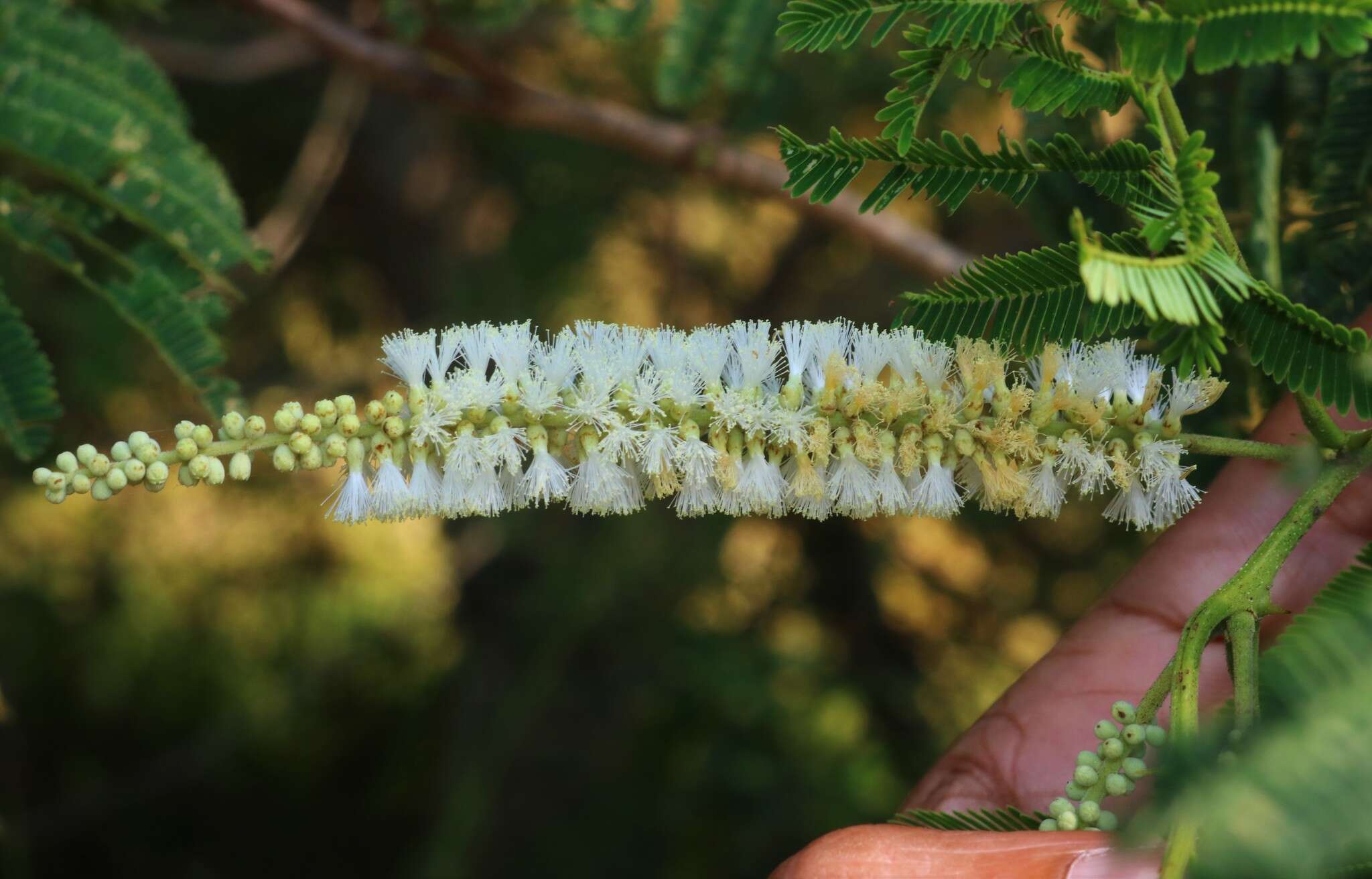 Image of catechu tree