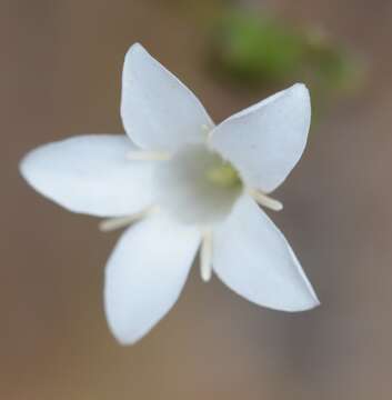 Image of Orianthera campanulata (R. Br.) C. S. P. Foster & B. J. Conn