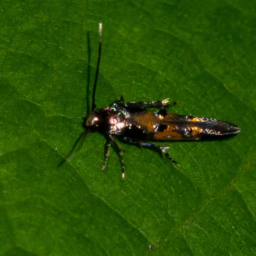 Image of Chrysoclista linneela Clerck 1759