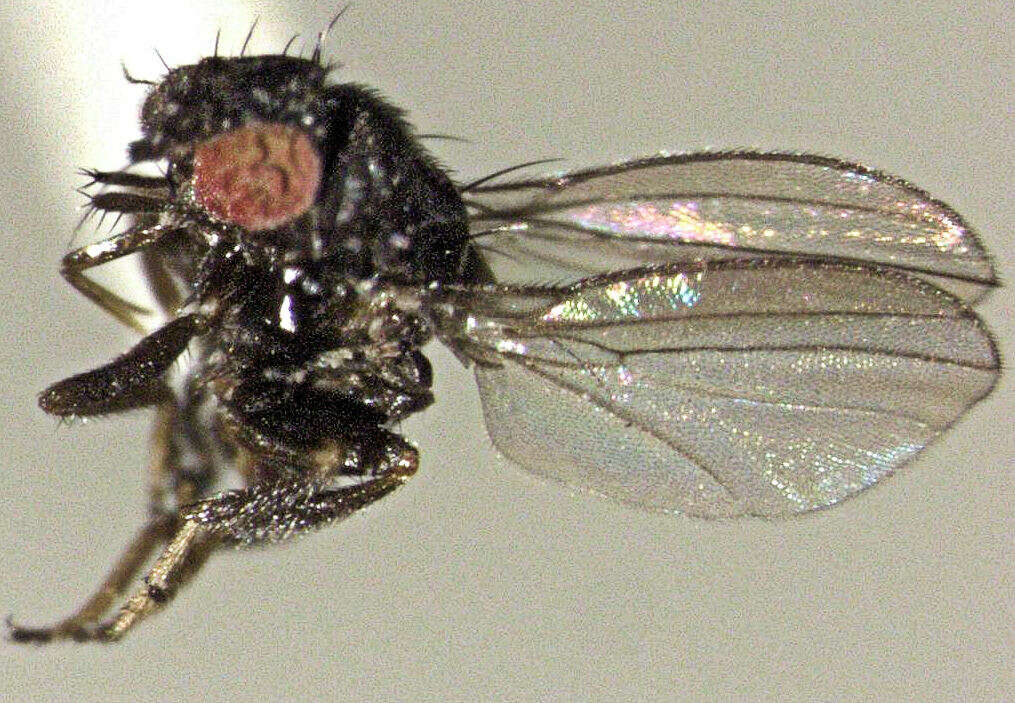 Image of freeloader flies