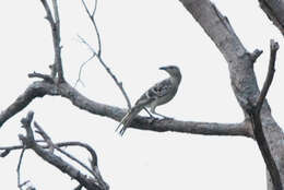 Image of Great Bowerbird