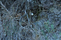 Image of Wahlenbergia rupestris G. Simpson