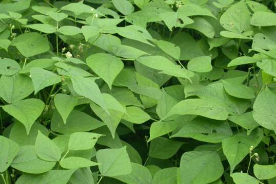 Image of kidney bean