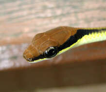 Image of Dendrelaphis striatus (Cohn 1905)