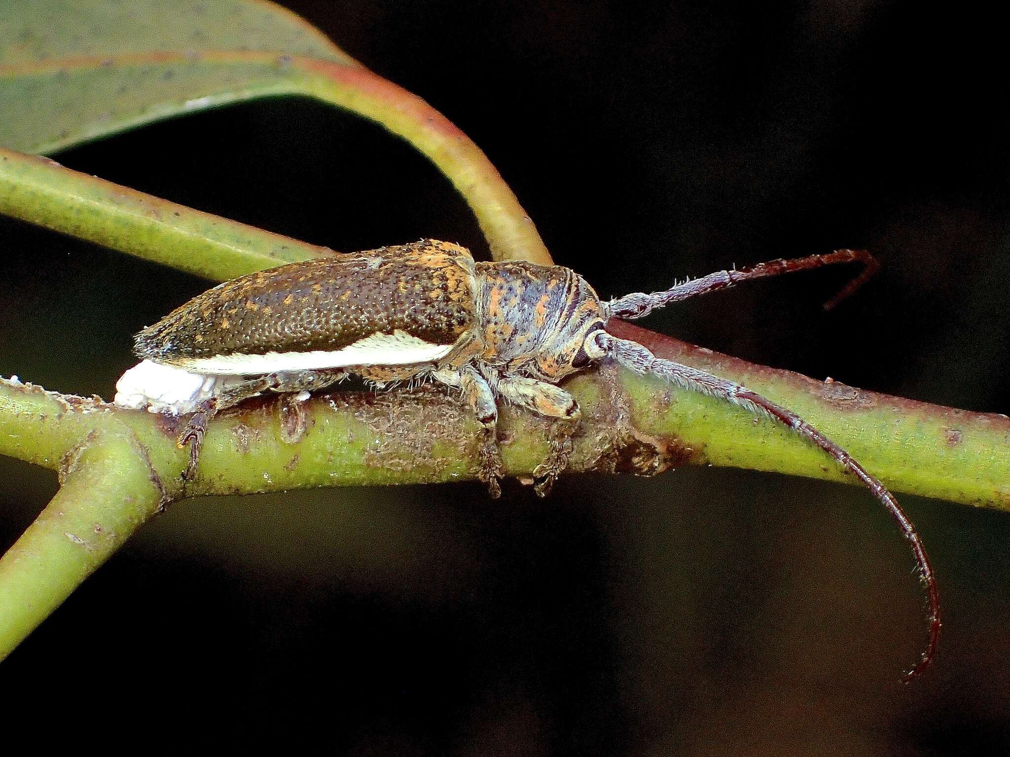 Image of Rhytiphora decipiens (Pascoe 1863)