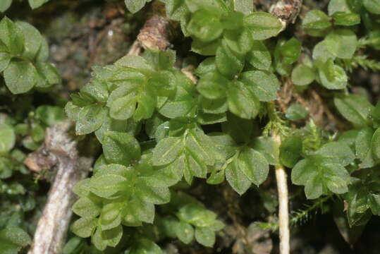 Image of stellar calcareous moss