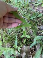 Eupatorium subvenosum (A. Gray) E. E. Schill.的圖片