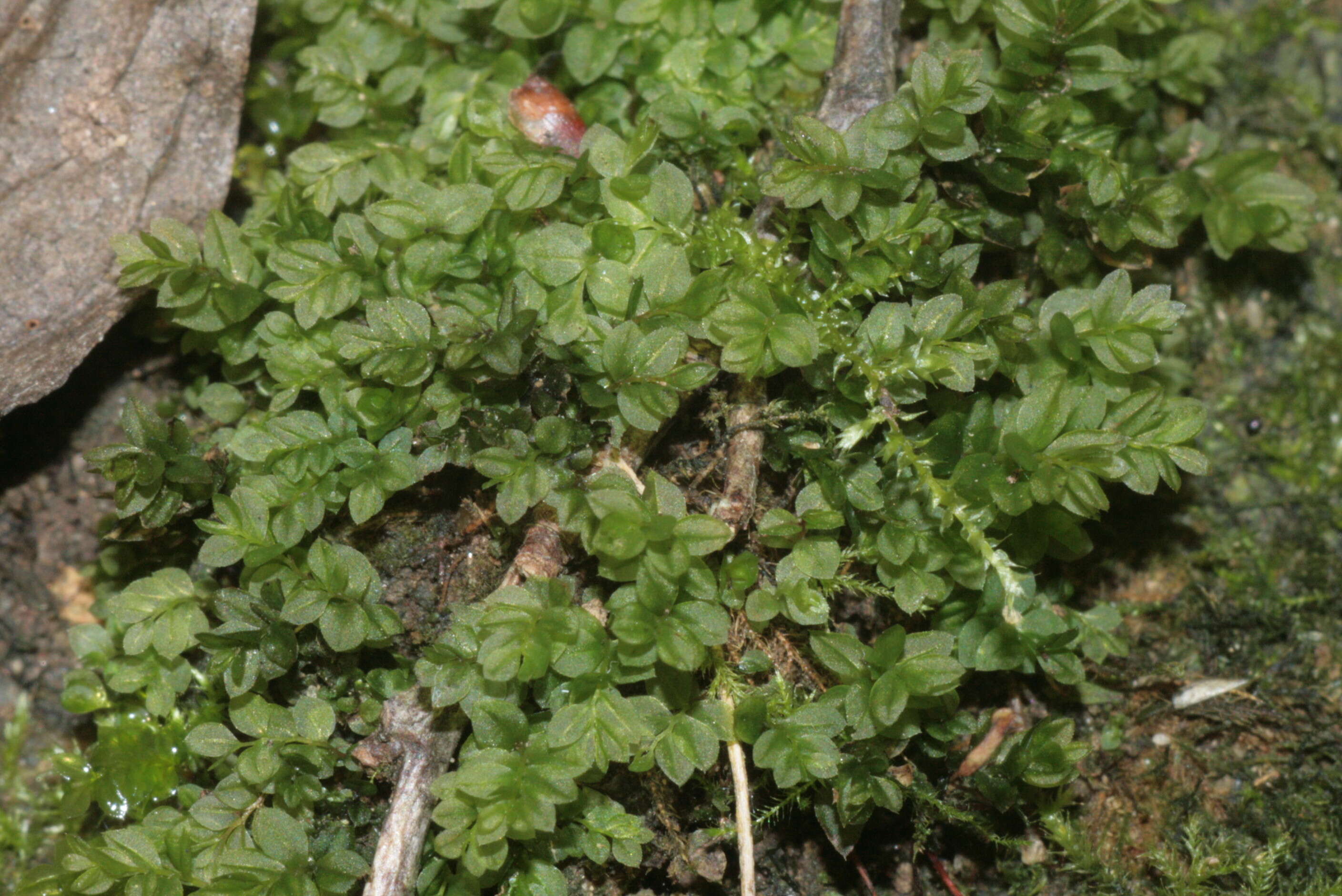 Image of stellar calcareous moss