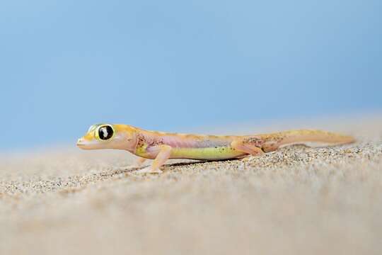 Image of Namib Sand Gecko