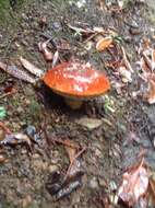 Image of Leccinum manzanitae Thiers 1971