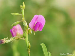 Tephrosia purpurea subsp. purpurea的圖片