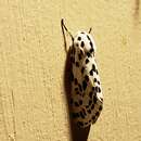 Image of Many-spotted Tiger Moth