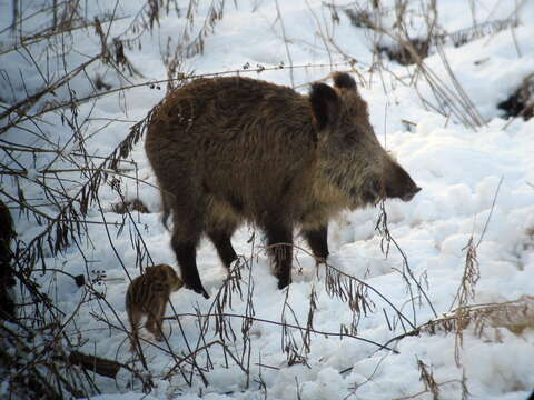 Imagem de Sus scrofa scrofa Linnaeus 1758