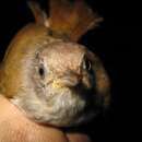 Image of Brown Fulvetta