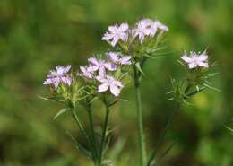 Image of Dianthus pseudarmeria M. Bieb.