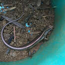 Image of Indian Forest Skink